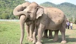 河南大象新闻一线爆料,揭秘背后真相